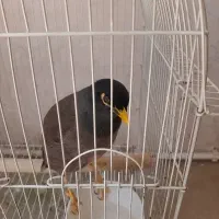 مرغ مینا باهوش و سخنگو رخ تو رخ