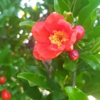 باغ در اندیس