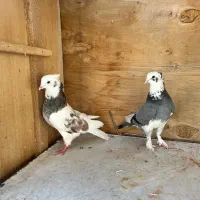 نر وماده هما تیکه پاره