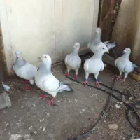 پرنده