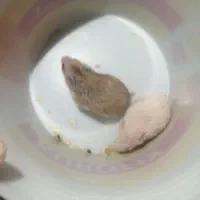 همستر سوری