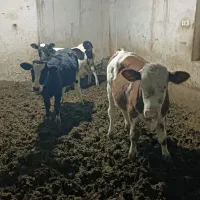 گوساله
