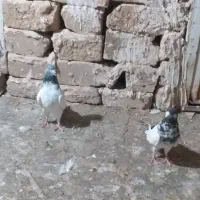 نرماده کلدار
