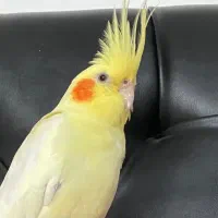 عروس هلندی گم شده