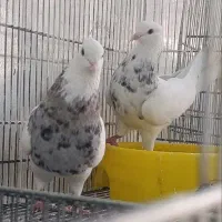 طوقی هفت رنگ سرور
