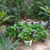 فروش گیاهان فضای سبز مجتمع های مسکونی و ویلایی