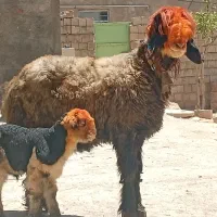 میش زاییده بابره تخمی ترکی نژاددار