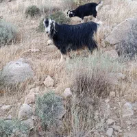 بز کهره دار