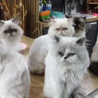 گربه‌های پرشین