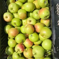 سیب ارگانیک