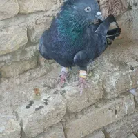 کبوتر پر
