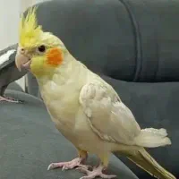 عروس هلندی گم شده