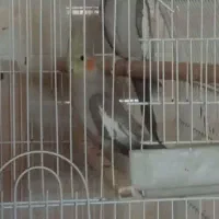 جفت عروس مولد