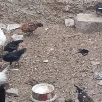 جوجه محلی.