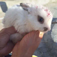 خرگوش خانگی