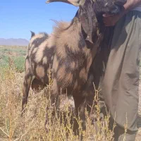 یک عدد تکه دو قلو زا به فروش می رسد  نژاد بنگلی