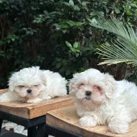 سگ های اشرافی از گونه شیتزو