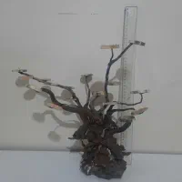 درختچه آبنوس