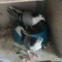کبوتر بدرنگ دمگیر باز