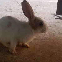 خرگوش لپ دار