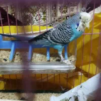مرغ عشق نر