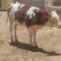 گوساله ماده سیمینتال