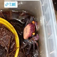 خرچنگ ومپایر گونه های متفاوت