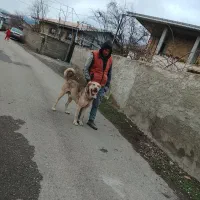 واگذاری سگ پژدر