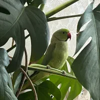 طوطی ملنگو
