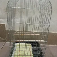 قفس بزرگ عروس هلندی یا کاسکو