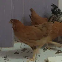 مرغ و خروس