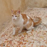 گمشده ..خیابان نوری ممبینی