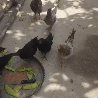جوجه بزرگ