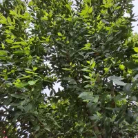 برگ بو  تر و تازه