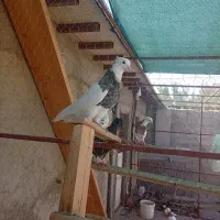 فروش چندجفت طوقی