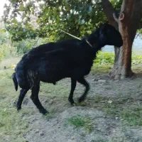 قوچ قره قزل