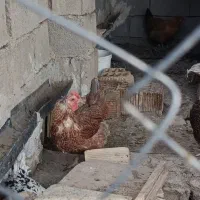 مرغ تخم گذار