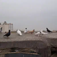 کفتر.پلنگ. ابلغ.سرور.سار