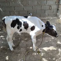 باسلام یک راس گوساله نر