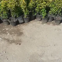 خدمات باغبانی وسمپاشی،درخت کاری درخدمت شما عزیزان