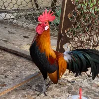 خروس فونیکس
