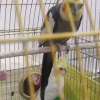 عروس هلندی