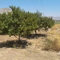 باغ-و-زمین-کشاورزی