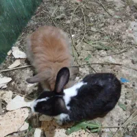 واگذاری چندجفت خرگوش لپی و ساده