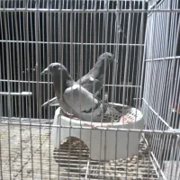 کفتر صید جوجه المانی کفتر خوب پول خوب