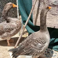 غاز . اهرم