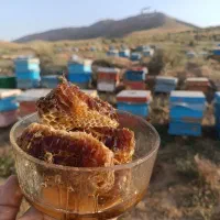عسل بهاره گرمسیری جنوب