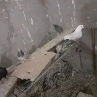 تعدادی کبوتر پرشی جهت فروش ومعامله با پلاکب