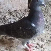 کفتر جان اردن المانی پلاکی مسافتی
