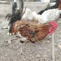 خروس|حیوانات مزرعه|خرمشهر, |دیوار